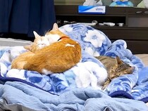 ベッドで寝ている間、５匹の猫はどうしているのか撮影→思わず頬が緩む『夜の過ごし方』に反響「そばにいたいのねｗ」「見どころしかないｗ」