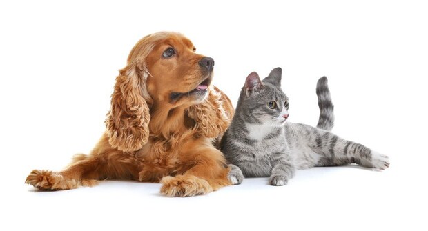 並んでくつろぐ犬と猫