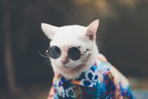 「探しもの？　ボクは知らニャいよ」…猫には「人間を手伝う意欲」はないことが、研究チームの実験で明らかに　ハンガリー