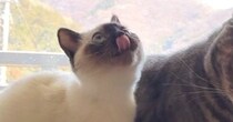 『先輩猫』が好きすぎて全力で甘えた結果→表情が……対照的な『2匹の様子』に爆笑の声続出「可愛すぎるｗ」「めっちゃいい」と１万いいね