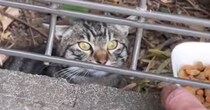 庭に住み着いた『警戒心が強い野良猫』→少しずつ距離を縮めた結果…出会いから『1年間の記録』に感動の声続出「顔つきが変わった」「すごい」