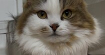 『小さな透明のケース』にネコが入った結果…思わず目を疑う『衝撃の光景』に10万いいね「カップケーキｗ」「次元を制御出来るんだな」
