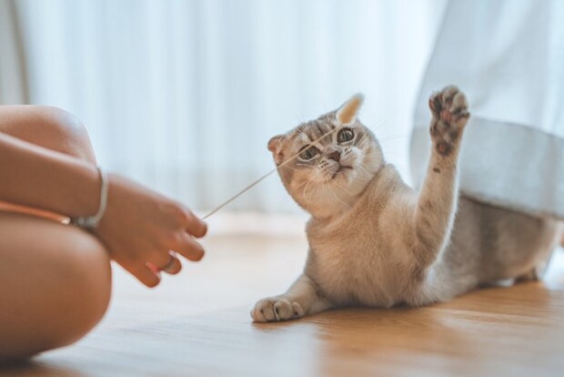 おもちゃで遊ぶ猫