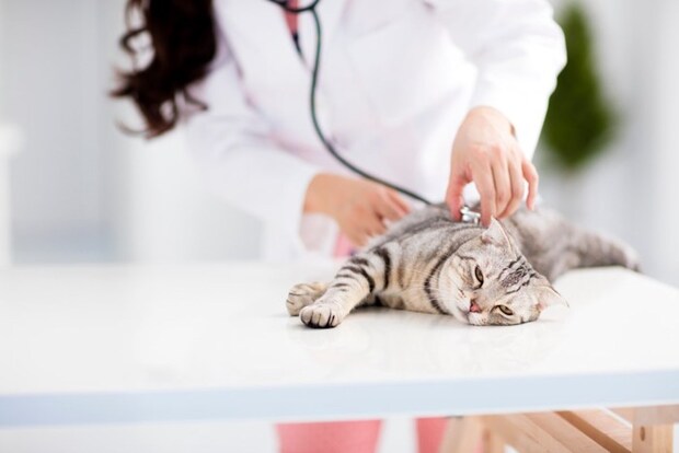 猫に聴診器をあてる人