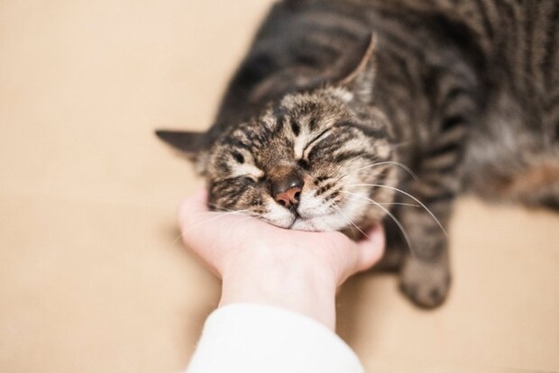 アゴを撫でられる猫