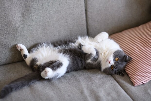 ソファで転がる猫