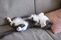 猫が飼い主の足元で『ゴロンと横たわる』理由4つ　行動に込められた気持ちや上手な応え方