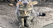 シュっとしていた『鋭い目つきのキジトラ猫』→保護された『現在』…見違えるビフォーアフターが69万表示「愛だね」「目つきが違う」