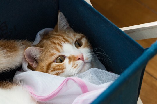 猫のために用意しておきたい『救急グッズ』5選　急なケガや不調に慌てないために