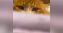 大きな顔がチャームポイントの保護猫→正面から見ると…おにぎりのような『可愛すぎるフォルム』に「想像以上で凄い」「たまらんっっ」の声