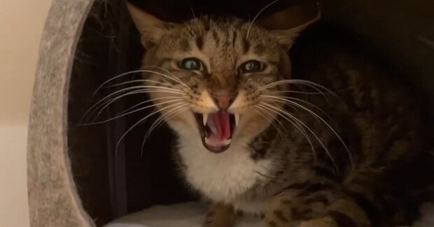 人が近づくと激しく威嚇、『心を開かなかった保護猫』が……わずか数時間で激変した『驚きの方法』に反響「すごい変化」「急展開にもほどがあるｗ」