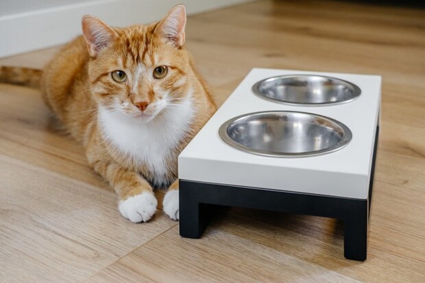 猫と食器