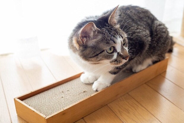 爪とぎする猫