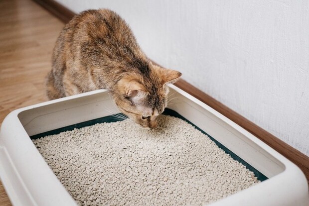 猫とトイレ