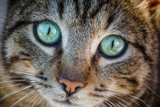 猫の目を『充血』させている原因5つ　病気の可能性も？適切な対処法まで解説