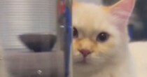 炭酸水が入っているペットボトル越しに『猫を見た』結果…衝撃的すぎる『顔の変化』に「吹いたｗｗ」「深海魚みたいｗ」と爆笑の声続出