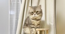 猫の『毛の量が多い』と思い、半年前の様子と見比べてみたら…想像を超えるビフォーアフターに爆笑「別猫級で笑った」「もっふもふのおにぎり」