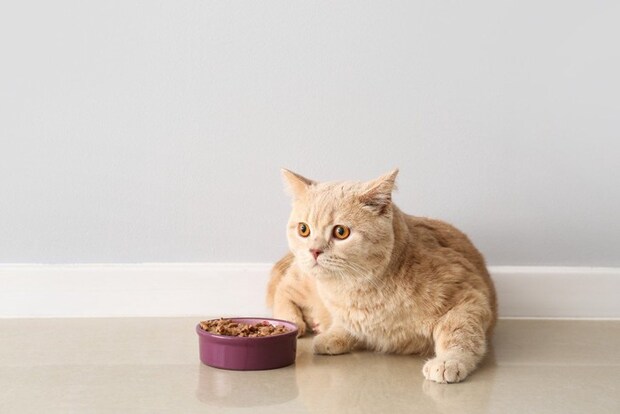 ご飯の前で寛ぐ猫