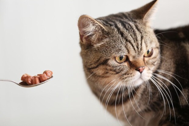 ご飯を拒否する猫