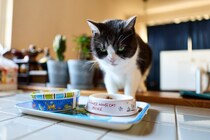 高齢の猫が『ご飯を食べない』ときの原因3つ　異常があるサイン？取るべき対処法とは