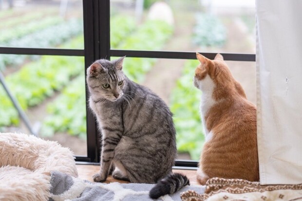 窓辺の2匹の猫