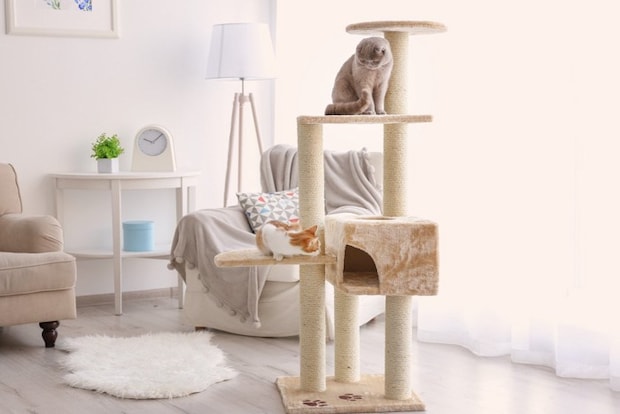 キャットタワーの上の2匹の猫