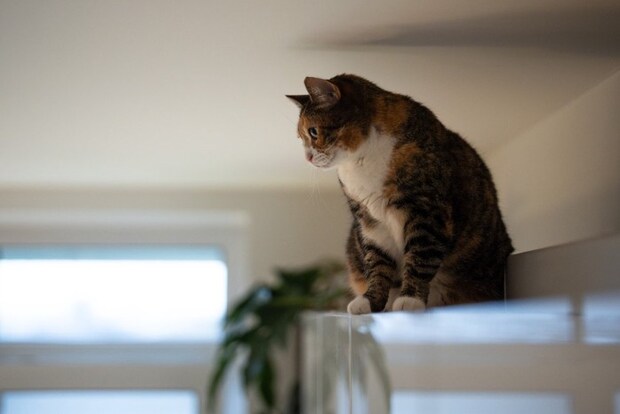 高所から見下ろす猫