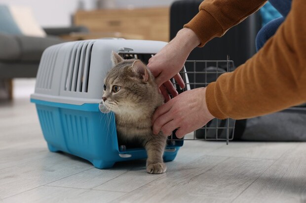 ケージから顔を出す猫