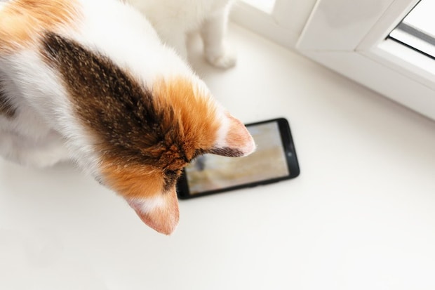 携帯電話を見つめる猫