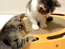 真冬に別々の場所で『同じ日に保護された２匹の子猫』→一緒に暮らすことになり…『奇跡のような展開』に「本当に素晴らしい」「涙が出る」の声