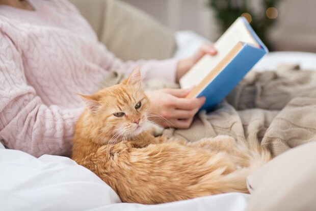 本を読んでいる人のそばにいる猫