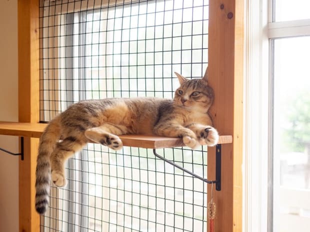 脱走防止柵のついたキャットウォーク