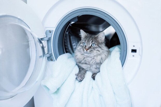 洗濯機に入る猫