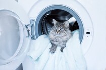 猫の身に襲いかかる『思いがけない事故』5選　家の中でも油断できない危険なトラブル