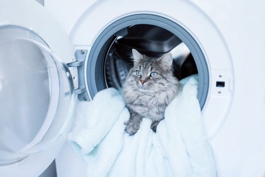 猫の身に襲いかかる『思いがけない事故』5選　家の中でも油断できない危険なトラブル