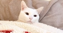 人間みたいな体勢で眠る白猫→布団をめくろうとしたら…可愛すぎる『リアクション』に反響「背中にチャックついてない？ｗ」「寒いもんねｗ」