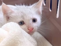 雨の降る夜に、ゴミ捨て場で鳴いていた『白色の子猫』…保護されてから『半年間の記録』に感動「良かったなぁ」「泣いちゃった」と12万再生