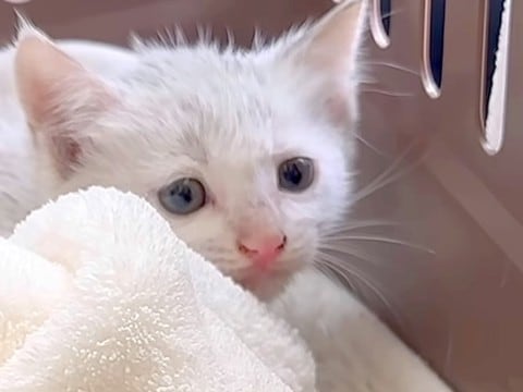 雨の降る夜に、ゴミ捨て場で鳴いていた『白色の子猫』…保護されてから『半年間の記録』に感動「良かったなぁ」「泣いちゃった」と12万再生