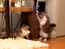 追いかけっこをする２匹の子猫→猫パンチをしようとしたら、次の瞬間…反則級に『可愛すぎる光景』が56万再生「ぽよぽよｗ」「泣けてくる」