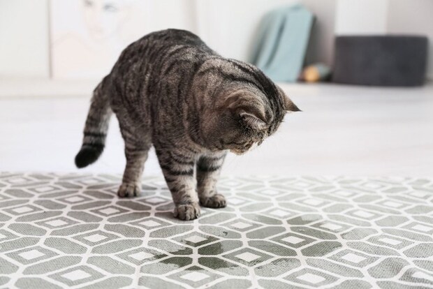 カーペットにしたおしっこを見つめる猫