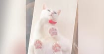 透明のキャットウォークの上にいた猫→『座る瞬間』を下から見ていると…驚きの光景に４万いいね「かるめ焼きを思い出した」「液体だね」