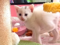 生後27日の子猫→まだヨチヨチ歩きの中『やんのかステップ』を披露して…『悶絶必至の光景』に「ずっと見ていられる」「ヨロヨロｗ」の声