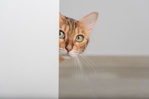 覗く猫