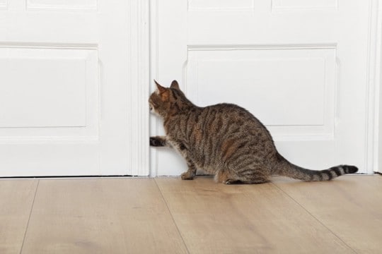 猫にとって危険な『お留守番のさせ方』6つ　起こりうるトラブルや安全対策のポイント