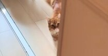 『ただいま』と声をかけると、元気よく返事してくれる猫→さらに話しかけると…可愛すぎる光景が25万再生「なでなでしたい」「お喋り上手」