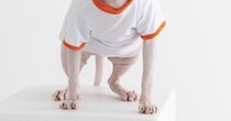 猫たちと記念撮影→オフショットに『奇跡の瞬間』が…一度見たら忘れられない『表情』に２万いいね「デスメタル感あるｗ」「狙っても撮れない」