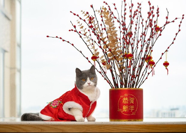 春節の衣装を着た猫