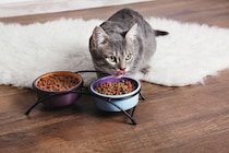 猫人気で「キャット・シッター」への需要が急増　春節シーズンは睡眠時間を削っての対応も　中国