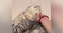 飼い主さんに顔をかかれる猫→『足の動き』を見ると…思わず笑顔になる『可愛い瞬間』が23万再生「あるあるｗ」「うちの子もやってた」