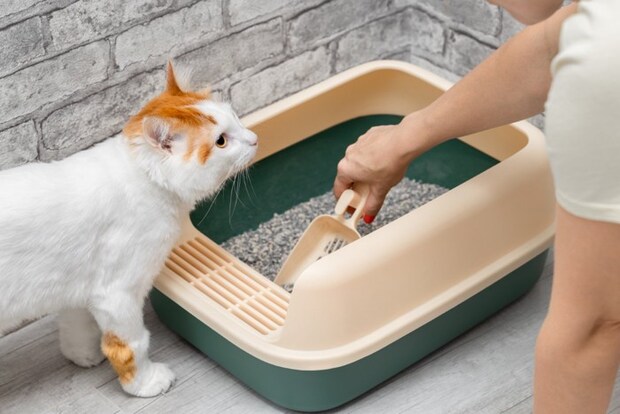 トイレ掃除を指示する猫